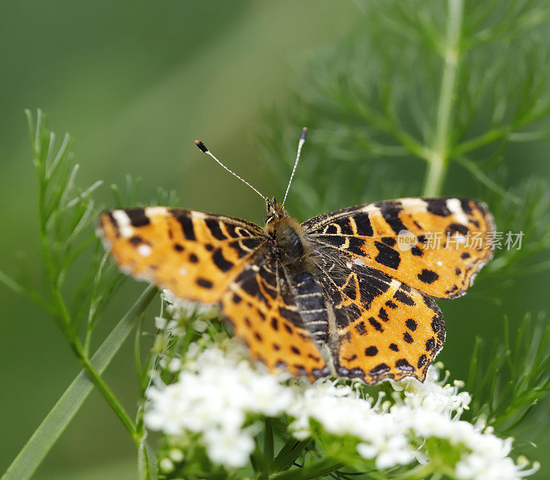 地图蝴蝶(Araschnia levana)第一代